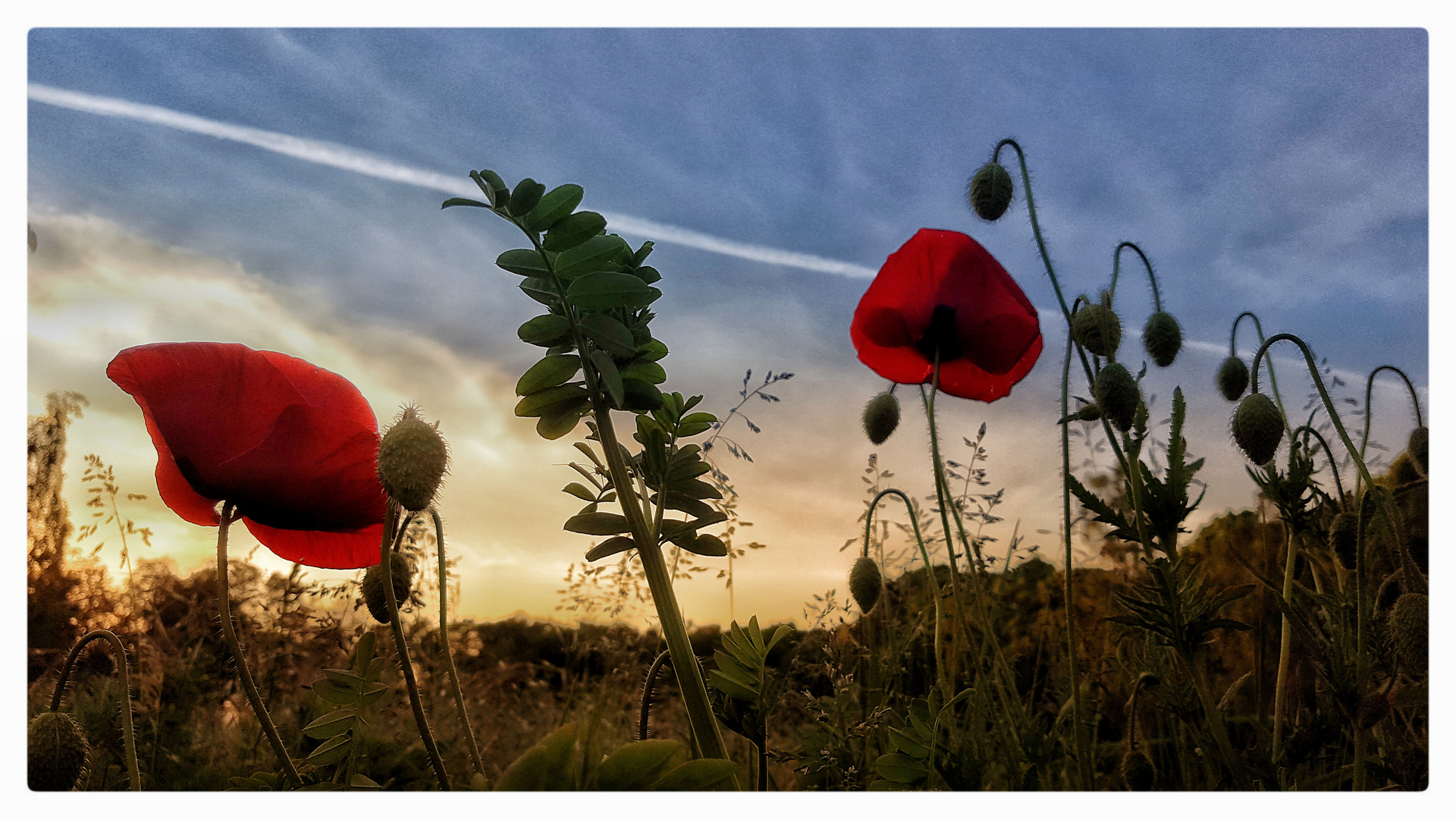 Mohnblüte im sonnenlicht