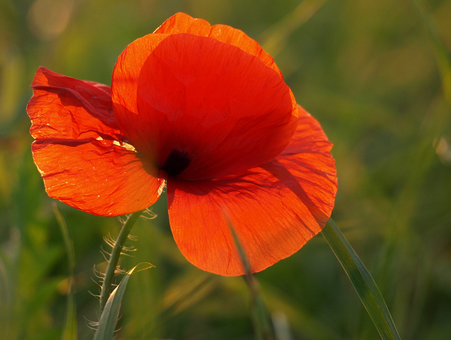 Mohnblüte im Sonnenuntergang