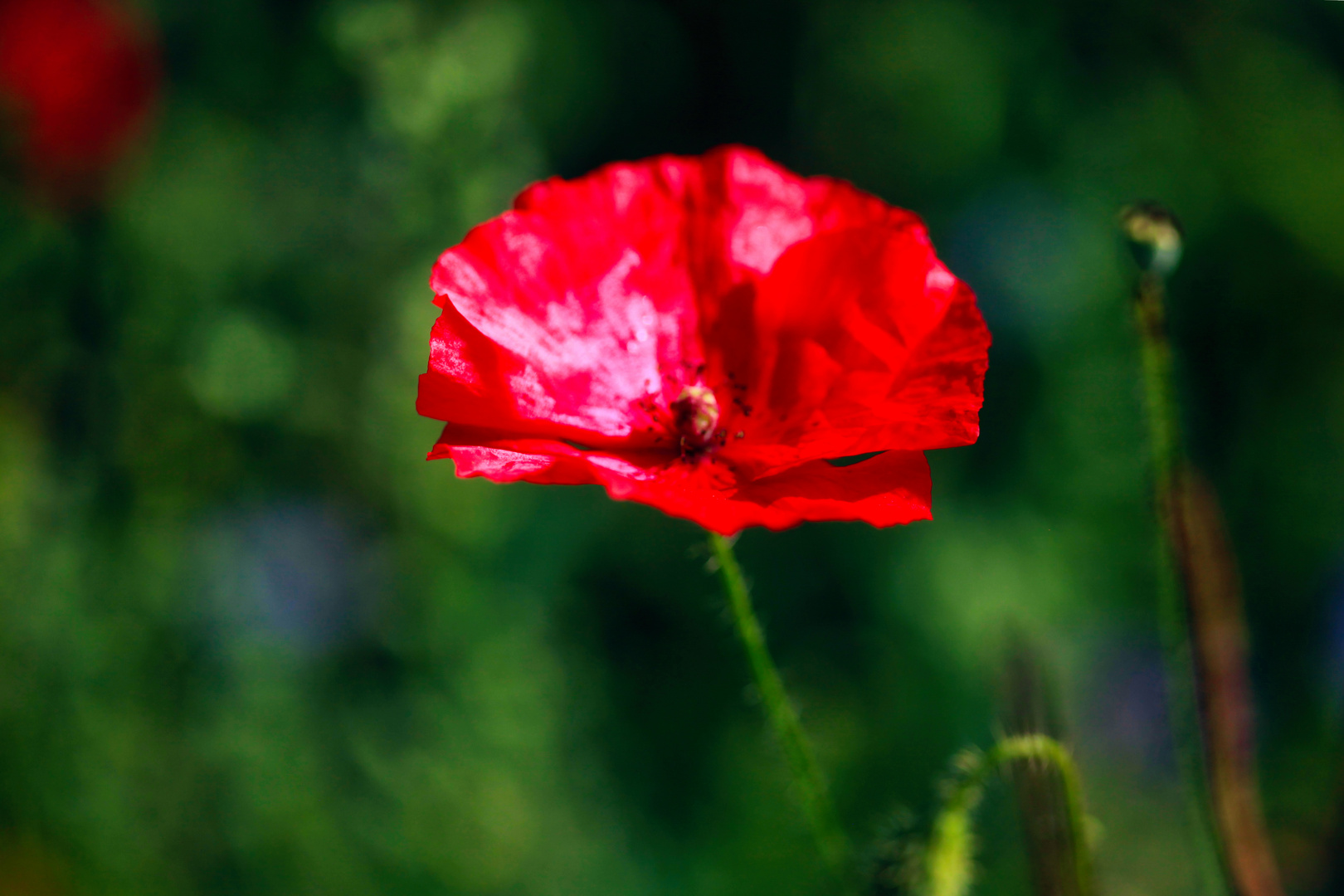 Mohnblüte im Spätsommer