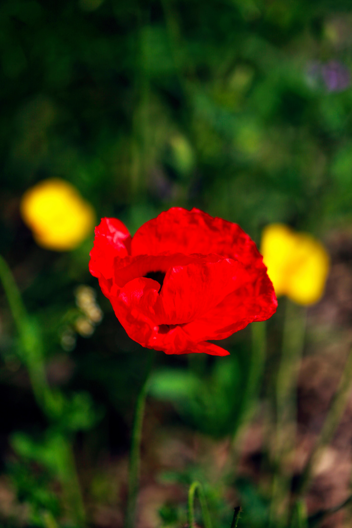 Mohnblüte im Spätsommer