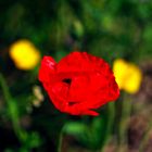 Mohnblüte im Spätsommer