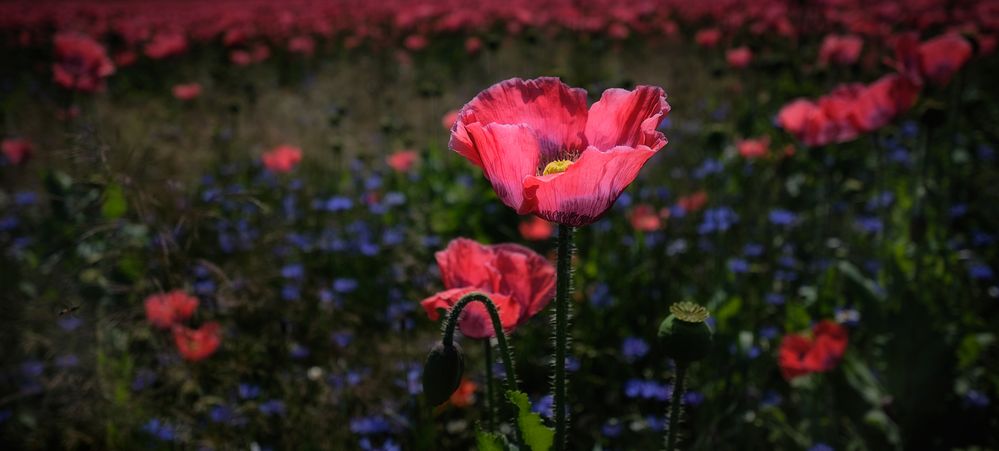 Mohnblüte im Waldviertel