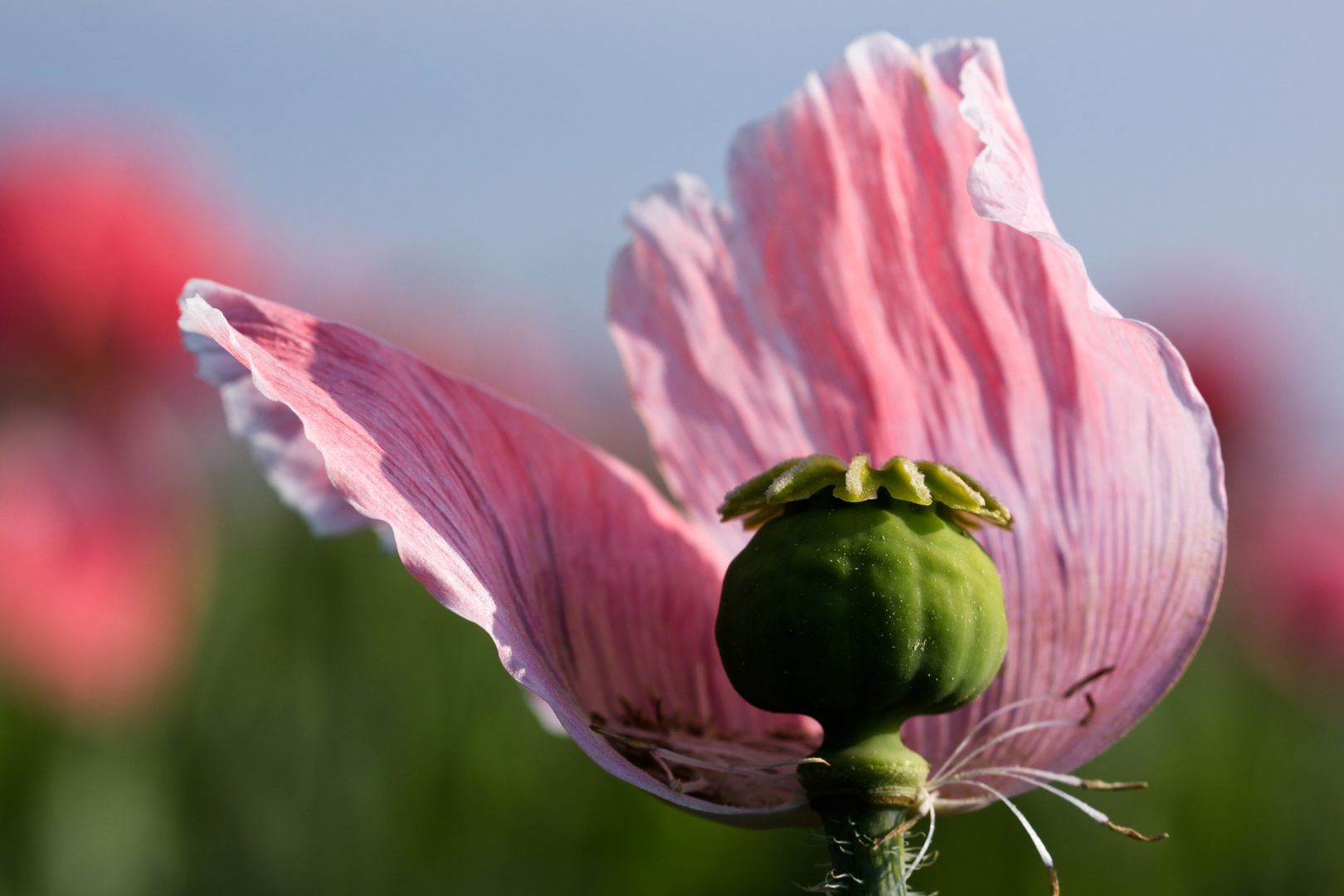 mohnblüte im waldviertel