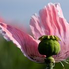 mohnblüte im waldviertel