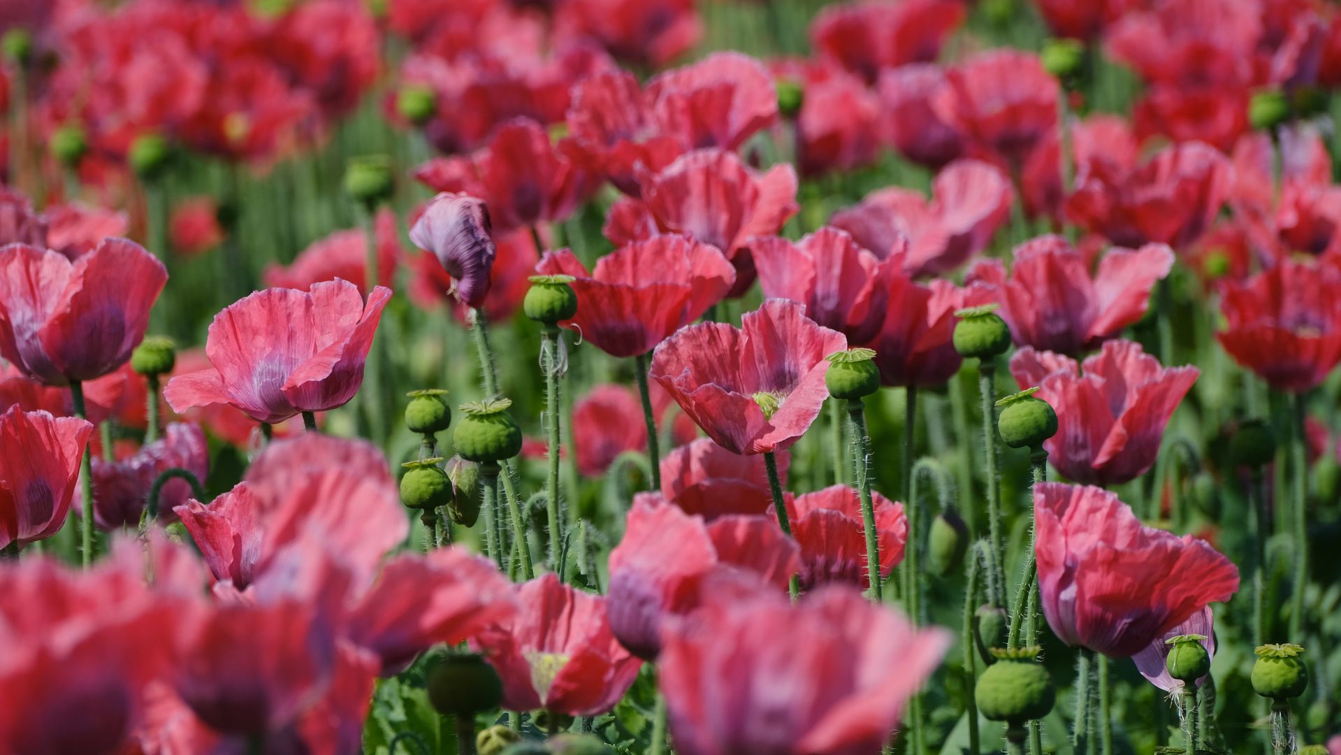 Mohnblüte im Waldviertel