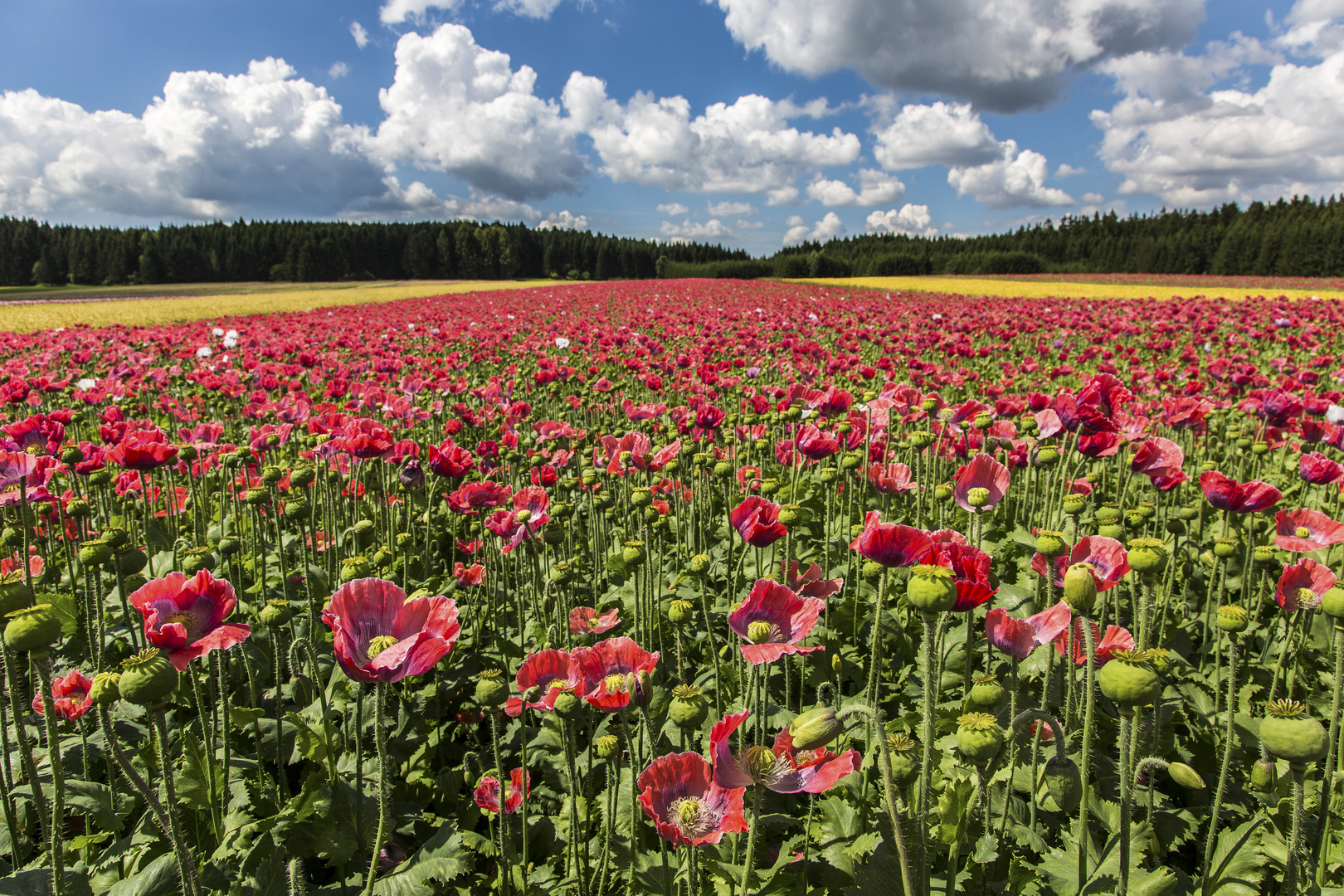 Mohnblüte im Waldviertel