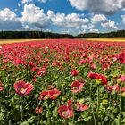 Mohnblüte im Waldviertel