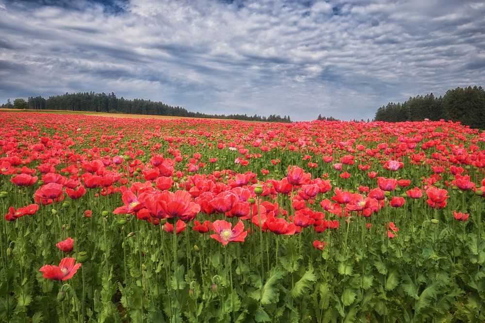 Mohnblüte im Waldviertel