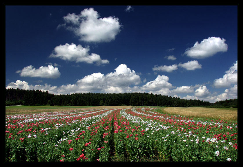 Mohnblüte im Waldviertel