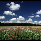 Mohnblüte im Waldviertel