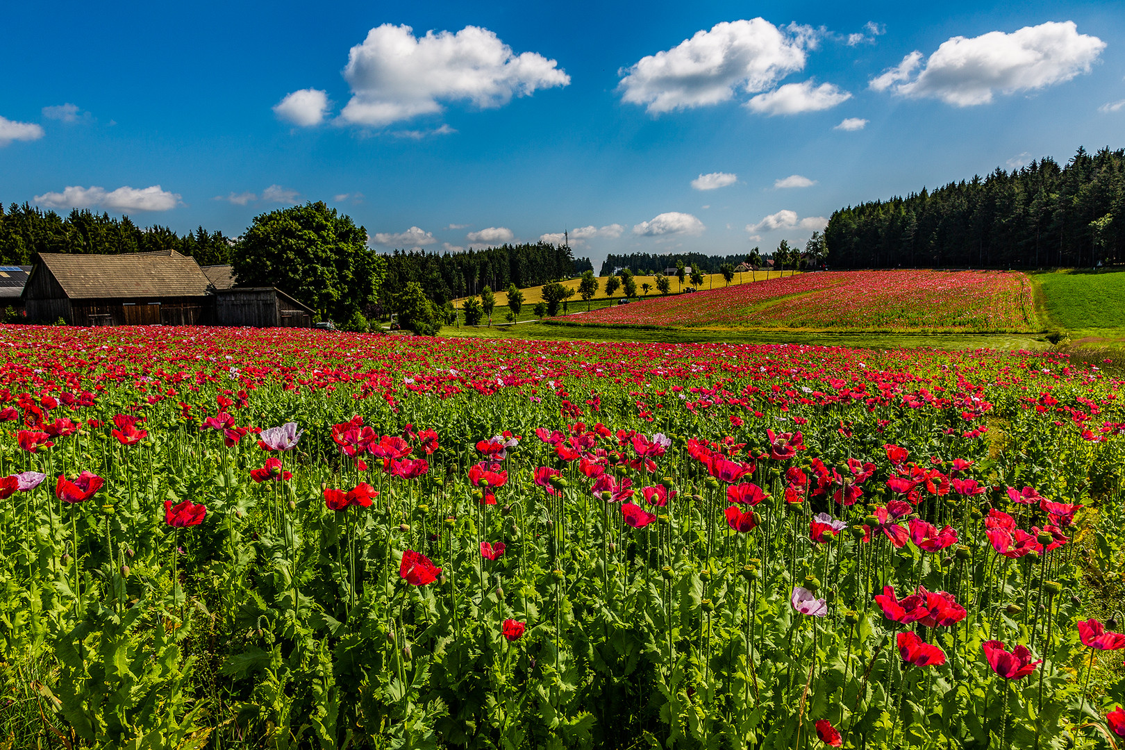 Mohnblüte im Waldviertel NÖ