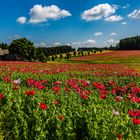 Mohnblüte im Waldviertel NÖ