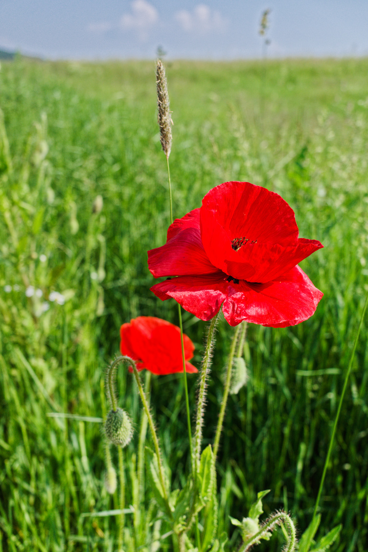 Mohnblüte im Wind