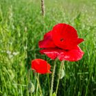 Mohnblüte im Wind