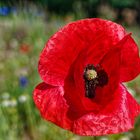 Mohnblüte im Wind