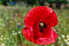 Mohnblüte im Wind