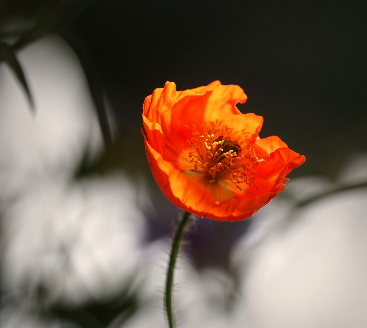 Mohnblüte im Wind..