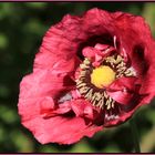 Mohnblüte im Wind