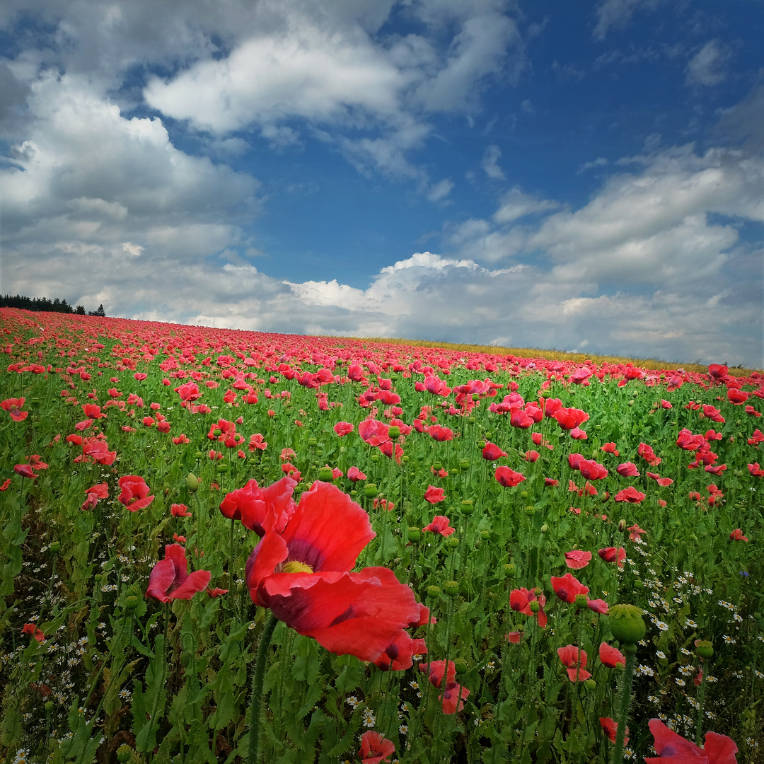 Mohnblüte in Armschlag/Waldviertel/Niederösterreich