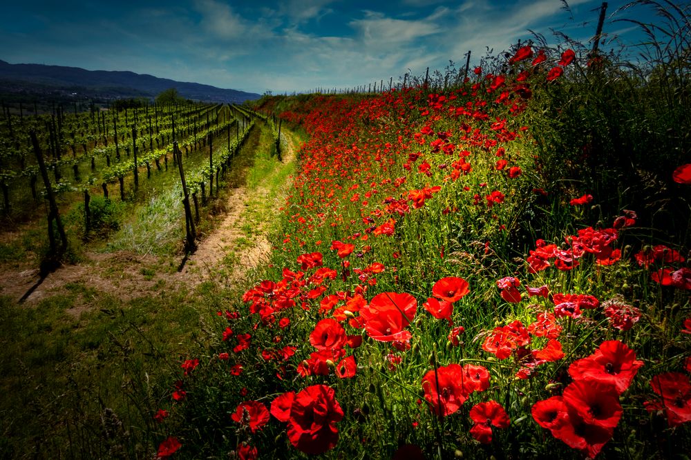 Mohnblüte in den Weinbergen 