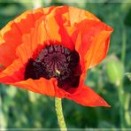 Mohnblüte in der Abendsonne...