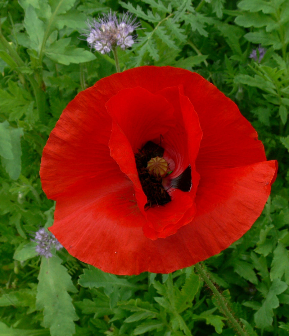 Mohnblüte in der Geest