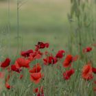 Mohnblüte in der Toscana