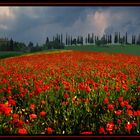 Mohnblüte in der Toscana (EBV)