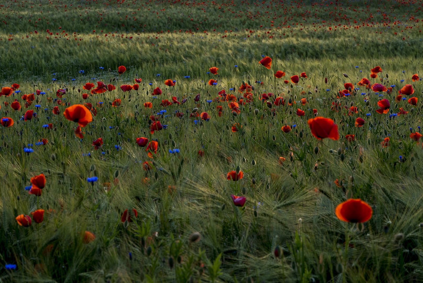 Mohnblüte in der Uckermark 02