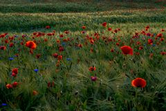 Mohnblüte in der Uckermark 02