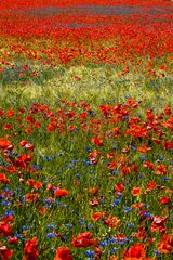 Mohnblüte in der Uckermark 03