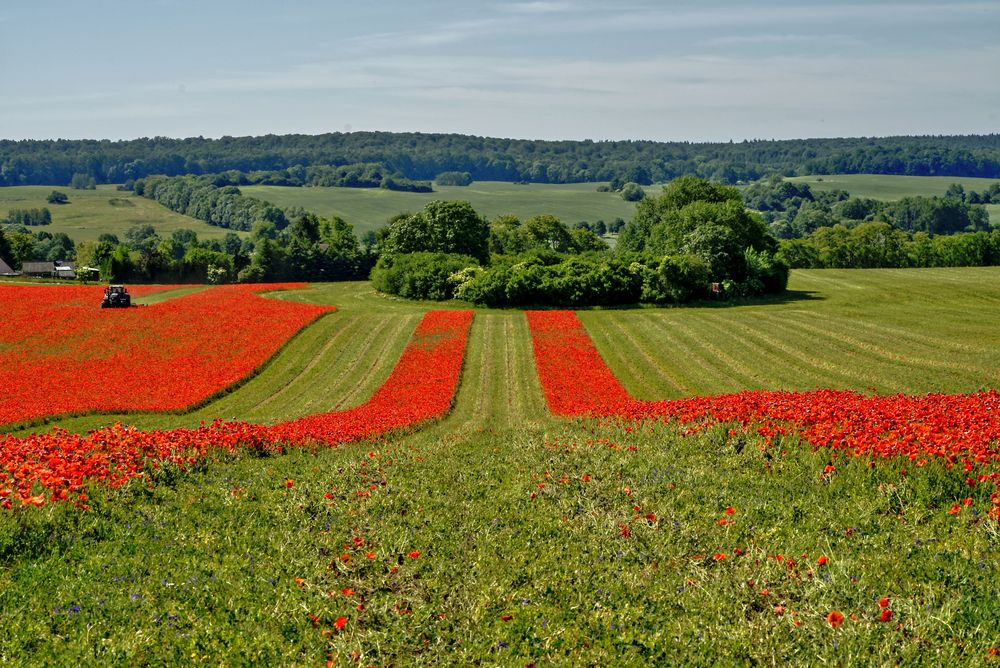 Mohnblüte in der Uckermark 04