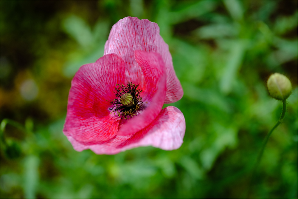 Mohnblüte in Fehlfarbe