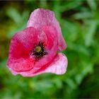 Mohnblüte in Fehlfarbe