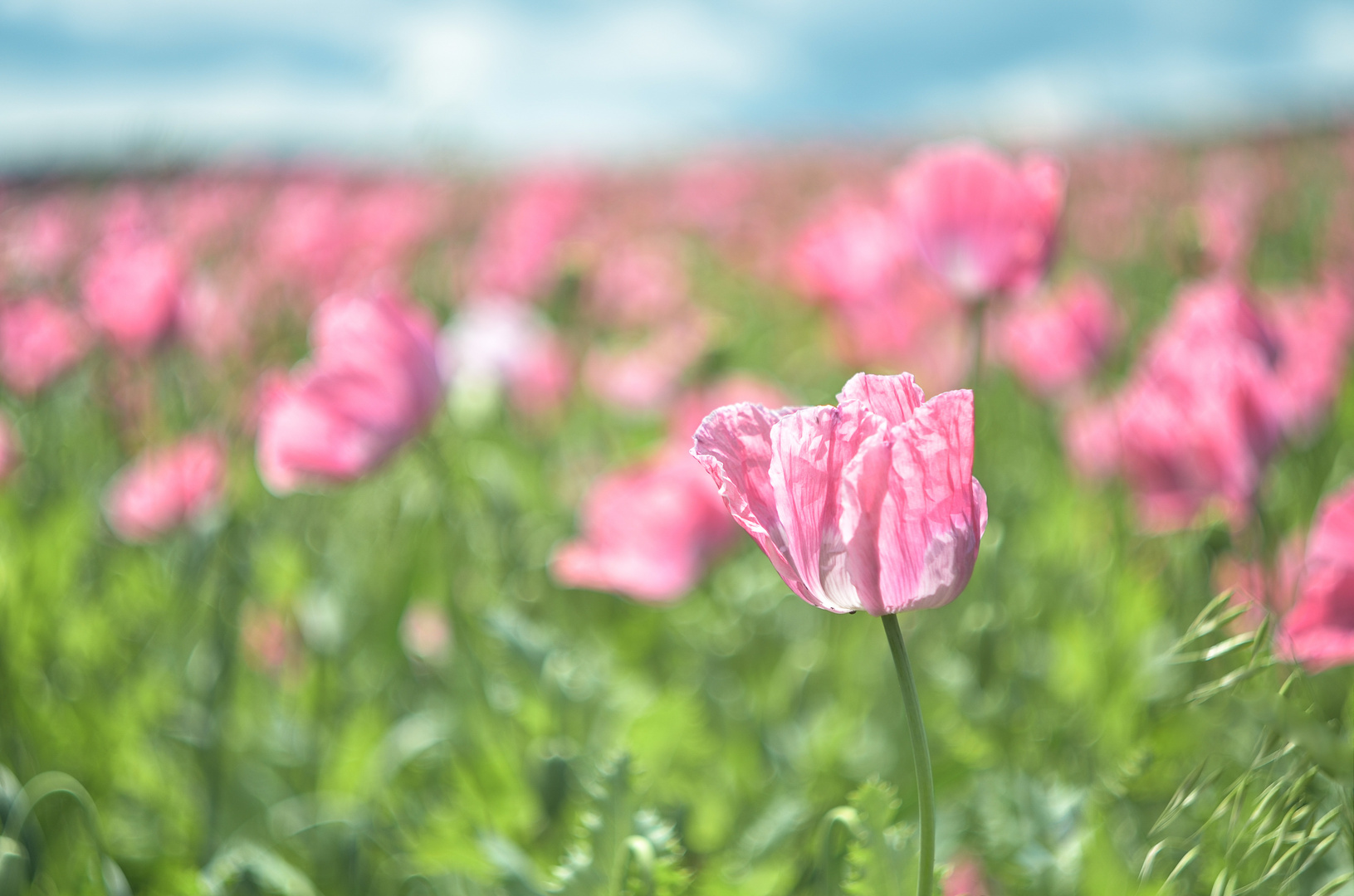 Mohnblüte in Germerode