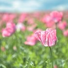 Mohnblüte in Germerode