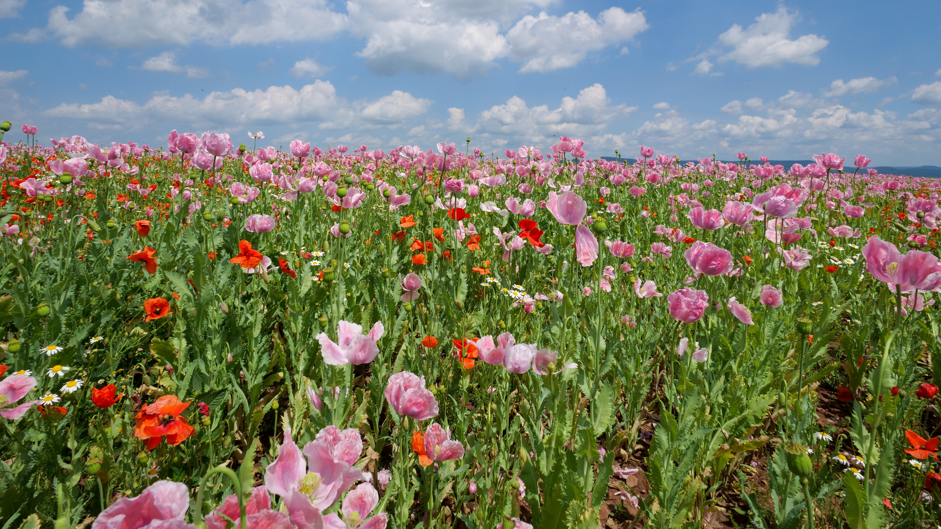 Mohnblüte in Germerode