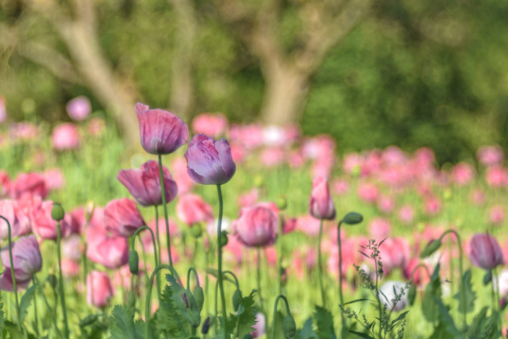 Mohnblüte in Germerode am Meißner