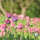 Mohnblüte in Germerode am Meißner