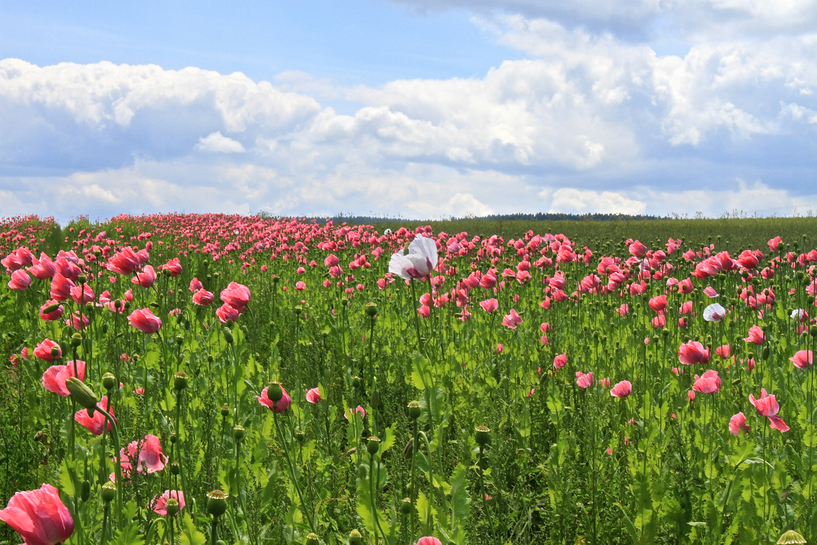 Mohnblüte in Germerode