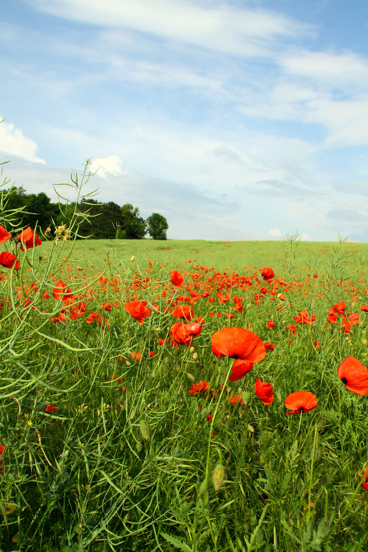 Mohnblüte in Göttingen