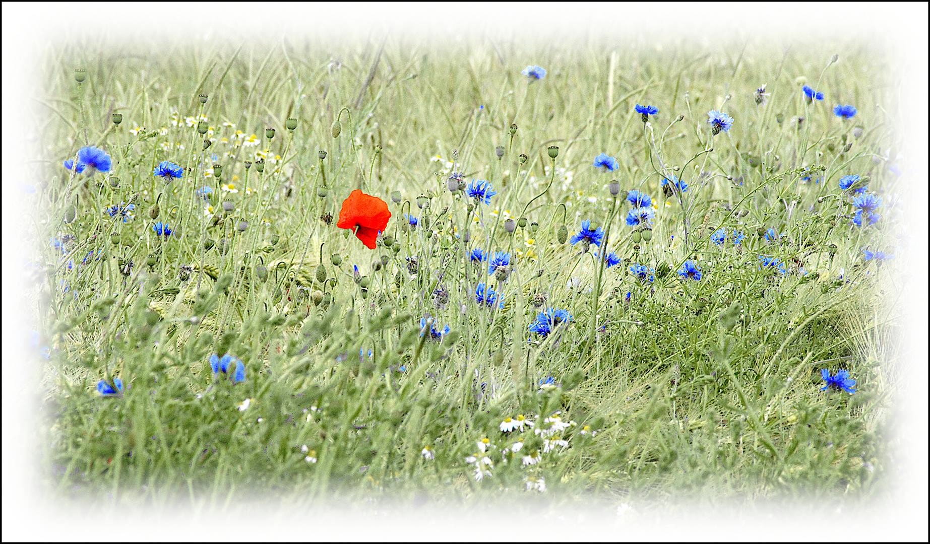 Mohnblüte in Kornfeld