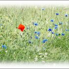 Mohnblüte in Kornfeld