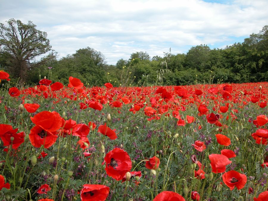 Mohnblüte in Kroatien