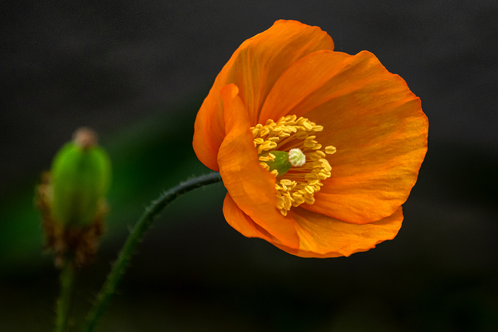 Mohnblüte in Laboe 1