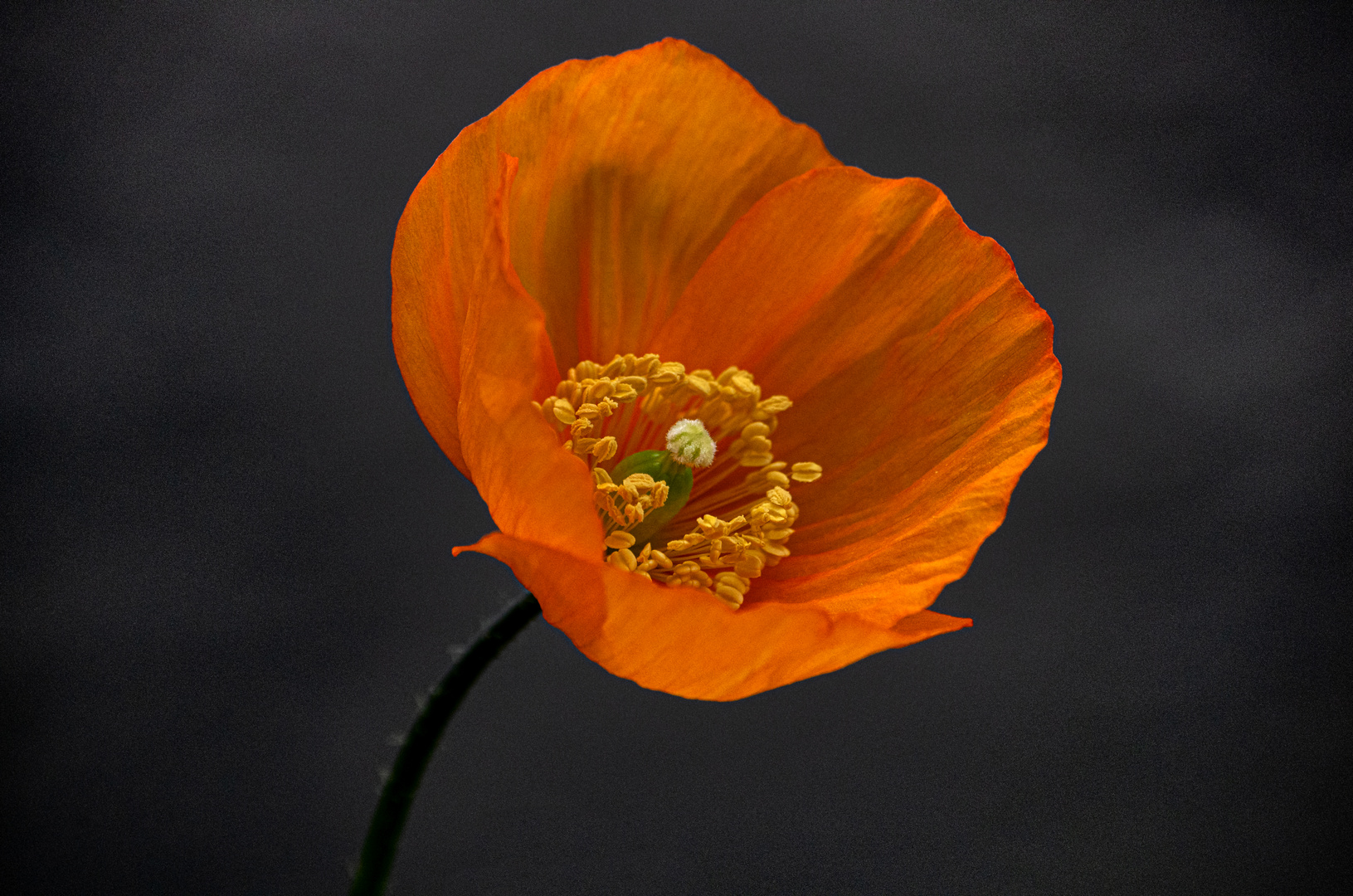 Mohnblüte in Laboe 2