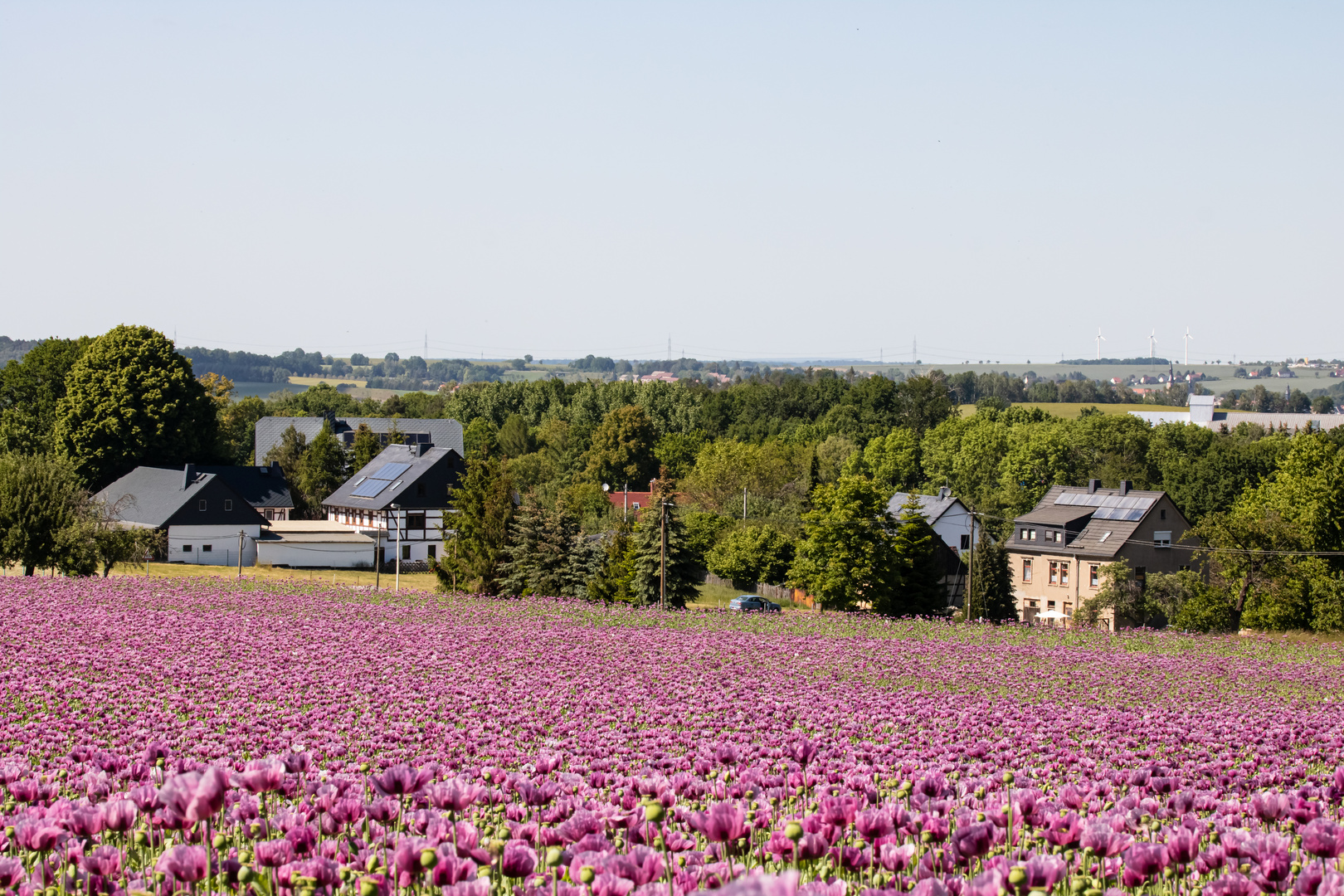 Mohnblüte in Sachsen