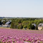 Mohnblüte in Sachsen