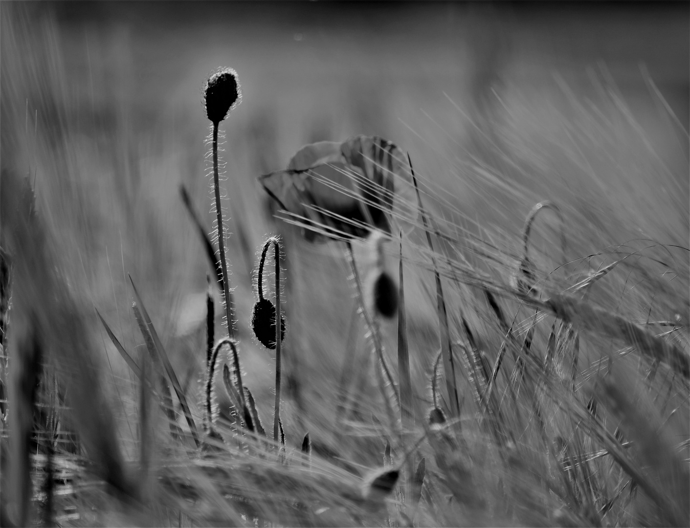 Mohnblüte in s/w