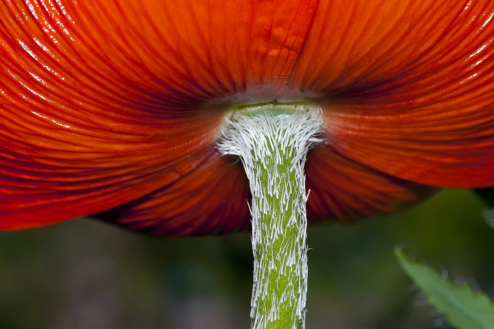 Mohnblüte in unserem Garten in Norddeutschland